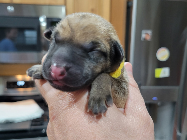chinook puppy